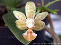 Photo : Phalaenopsis Arne Ulfers