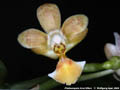 Photo : Phalaenopsis Arne Ulfers