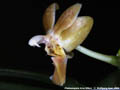 Photo : Phalaenopsis Arne Ulfers