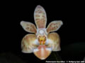 Photo : Phalaenopsis Arne Ulfers