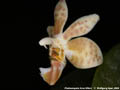 Photo : Phalaenopsis Arne Ulfers