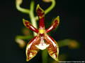 Photo : Phalaenopsis mannii
