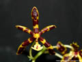 Photo : Phalaenopsis mannii