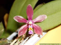 Photo : Phalaenopsis Isabelle Dream