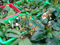 Photo : Phalaenopsis March