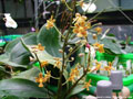 Photo : Phalaenopsis March