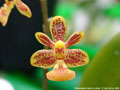 Photo : Phalaenopsis March