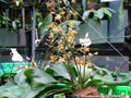 Photo : Phalaenopsis March