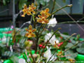 Photo : Phalaenopsis March