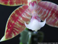 Photo : Phalaenopsis Almanis