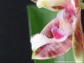 Photo : Phalaenopsis Almanis