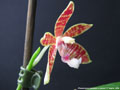 Photo : Phalaenopsis Almanis
