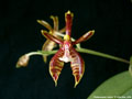 Photo : Phalaenopsis mannii