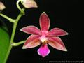 Photo : Phalaenopsis Linda Cheok