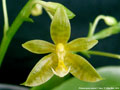 Photo : Phalaenopsis mannii