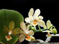 Photo : Phalaenopsis Little Green