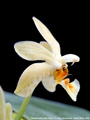 Photo : Phalaenopsis Little Green