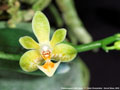 Photo : Phalaenopsis Little Green