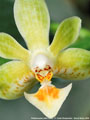 Photo : Phalaenopsis Little Green