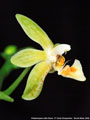 Photo : Phalaenopsis Little Green