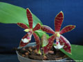 Photo : Phalaenopsis Almanis