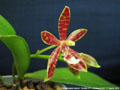 Photo : Phalaenopsis Almanis