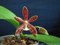Photo : Phalaenopsis Almanis