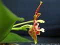 Photo : Phalaenopsis Almanis