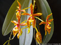 Photo : Phalaenopsis mannii