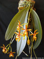 Photo : Phalaenopsis mannii