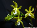 Photo : Phalaenopsis mannii