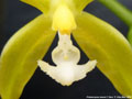 Photo : Phalaenopsis mannii
