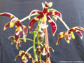 Photo : Phalaenopsis mannii
