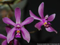 Photo : Phalaenopsis Isabelle Dream