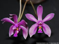Photo : Phalaenopsis Isabelle Dream