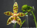 Photo : Phalaenopsis Almanis