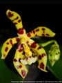 Photo : Phalaenopsis Margie Lane