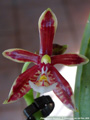 Photo : Phalaenopsis Mancervi