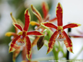 Photo : Phalaenopsis Mancervi
