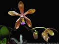Photo : Phalaenopsis Sienna