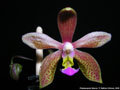Photo : Phalaenopsis Sienna