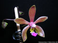 Photo : Phalaenopsis Sienna