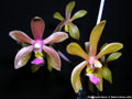 Photo : Phalaenopsis Sienna