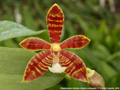 Photo : Phalaenopsis Almanis