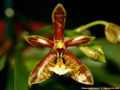 Photo : Phalaenopsis mannii