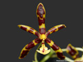 Photo : Phalaenopsis mannii