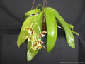 Photo : Phalaenopsis mannii