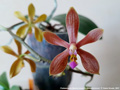 Photo : Phalaenopsis Sienna