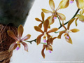 Photo : Phalaenopsis Sienna