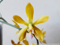 Photo : Phalaenopsis Sienna